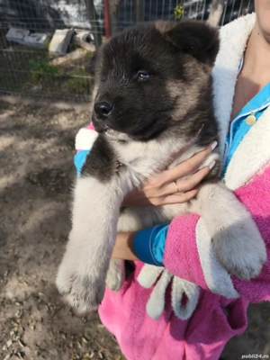 Pui Akita American  - imagine 2