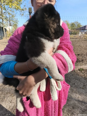 Pui Akita American  - imagine 4