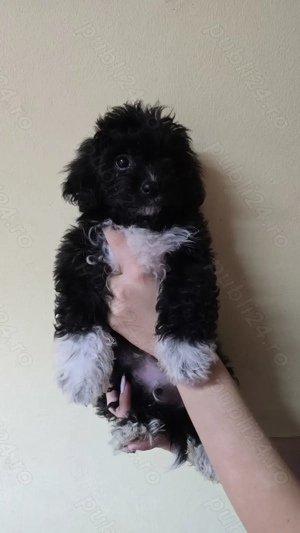 Bichoni havanezi - imagine 5