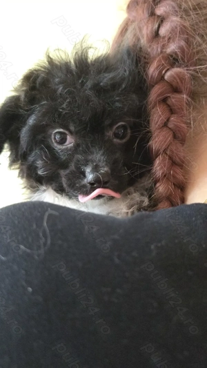 Bichoni havanezi - imagine 4