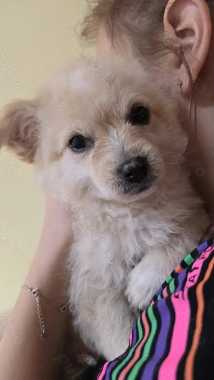 Bichoni havanezi - imagine 3