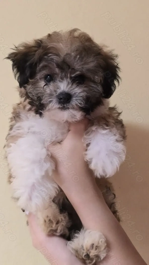 Bichoni havanezi - imagine 2