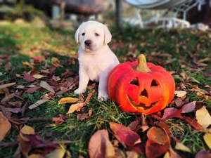 Pui labrador  galbeni și negru - imagine 2