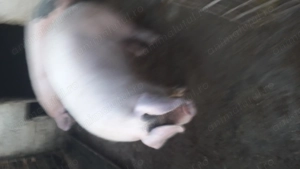 Vand porc de 270 kg - imagine 6