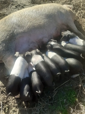 Porci de vânzare pe mai multe categorii 