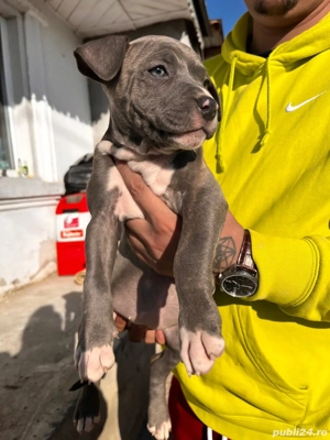 American bully XL  - imagine 3