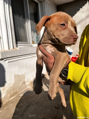 American bully XL  - imagine 2