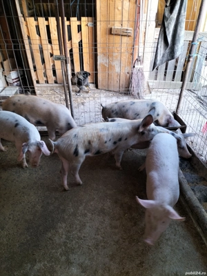 Grasunasi disponibili - imagine 2