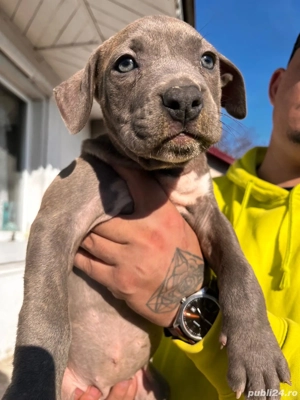 American bully XL  - imagine 4