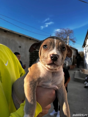 American bully XL  - imagine 5