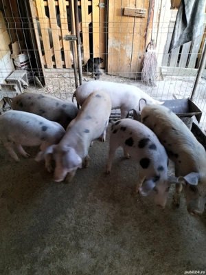 Grasunasi disponibili