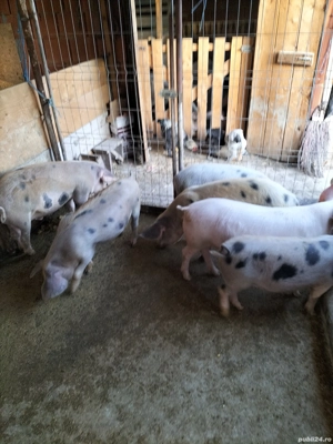 Grasunasi disponibili - imagine 3