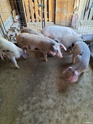 Grasunasi disponibili - imagine 4