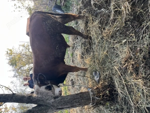 Tăuraș  de vânzare 