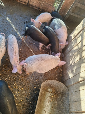 Purcei de vânzare 3 luni  - imagine 3