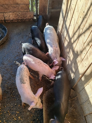 Purcei de vânzare 3 luni 