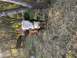 Tăuraș  de vânzare  - imagine 2