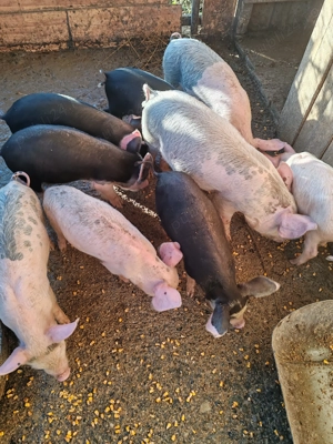 Purcei de vânzare 3 luni  - imagine 5