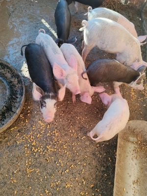 Purcei de vânzare 3 luni  - imagine 4