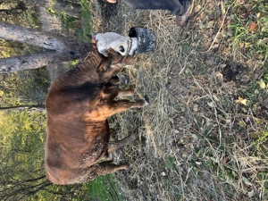 Tăuraș  de vânzare  - imagine 3