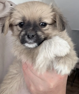 Pechinez imperial  - imagine 2