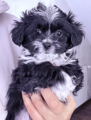 Pechinez imperial  - imagine 3