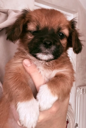 Pechinez imperial  - imagine 4