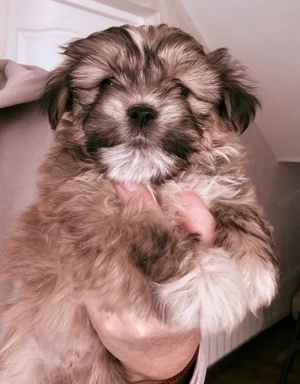 Pechinez imperial  - imagine 5