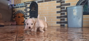 Vand 3 fetite bichon - imagine 3