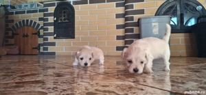 Vand 3 fetite bichon - imagine 4