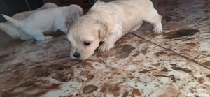 Vand 3 fetite bichon - imagine 2