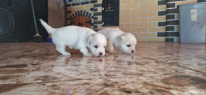 Vand 3 fetite bichon