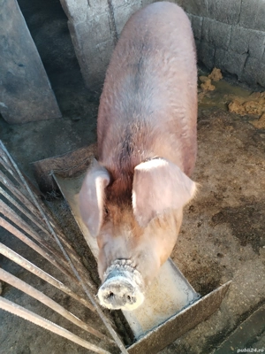 Porc de vânzare 