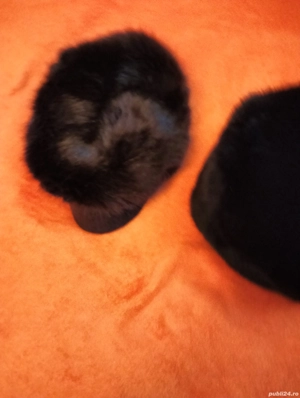 Caciula de vulpe,neagra+ sapca maro