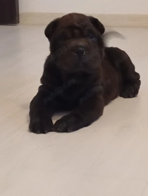Shar Pei de vânzare 