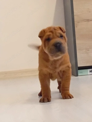 Shar Pei de vânzare  - imagine 4