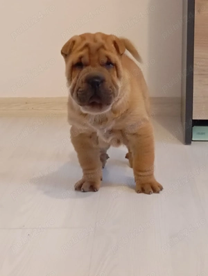 Shar Pei de vânzare  - imagine 2