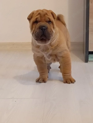 Shar Pei de vânzare  - imagine 3