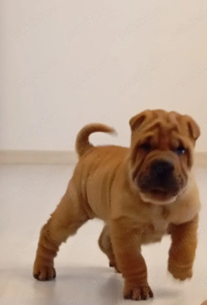 Shar Pei de vânzare  - imagine 5