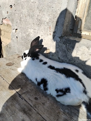 Iepurite de vânzare 