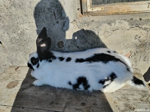 Iepurite de vânzare  - imagine 2