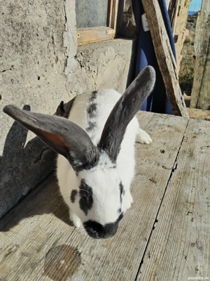 Iepurite de vânzare  - imagine 3