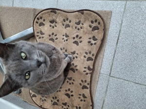 Pisica albastru de rusia - imagine 3 Pisica albastru de rusia - imagine 3