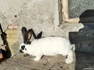 Iepurite de vânzare  - imagine 4