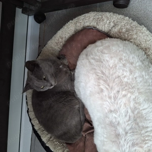 Pisica albastru de rusia