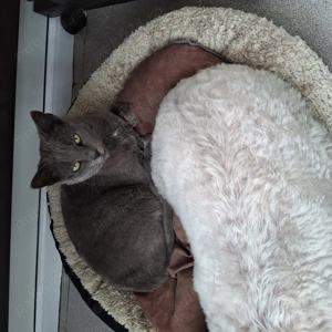 Pisica albastru de rusia - imagine 2 Pisica albastru de rusia - imagine 2