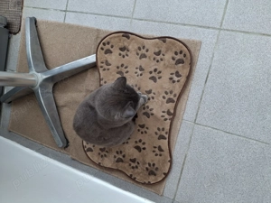 Pisica albastru de rusia - imagine 4 Pisica albastru de rusia - imagine 4