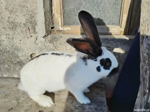 Iepurite de vânzare  - imagine 5