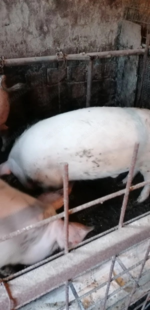 Ofer spre vânzare  un porc pentru sacrificat - imagine 2
