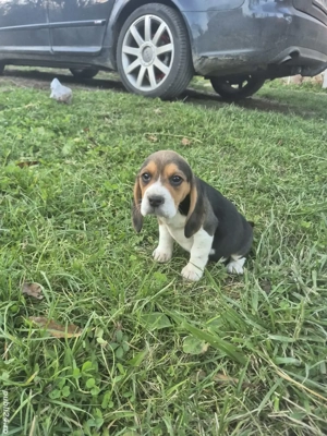 Cătelușă Beagle Tricolor
